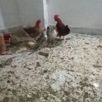 مرغ و خروس محلی