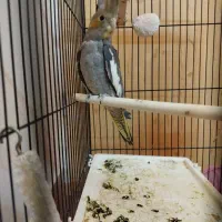 جوجه عروس هلندی نر|پرنده|شیراز, رکن‌آباد|دیوار