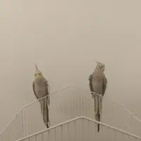 دوتا عروس هلندی نر و رام و دستی|پرنده|تهران, شهرک دریا|دیوار