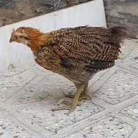 مرغ  محلی وجوجه
