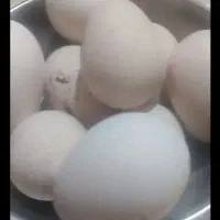 تخم بوقلمون برنز  ۵۰/۰۰۰|حیوانات مزرعه|تهران, پونک|دیوار