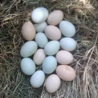 تخم نطفه دار آراکانا لاکنزی آبی و سبز