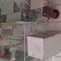 عرُوس هُلُندی