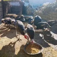 بوقلمون|حیوانات مزرعه|آبدانان, |دیوار