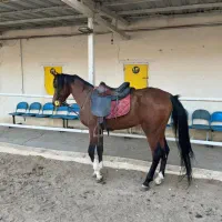 نریان 5 ساله نژاد کورد عرب