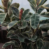 انواع فیکوس یاقوتی شرابی لیراتا آلستیما