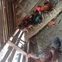 مرغ اصیل ترکمن