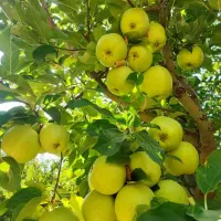 نهالستان بزرگ ساوه و گازران|خدمات باغبانی و درختکاری|ساوه, |دیوار