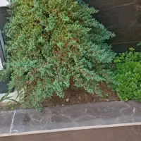 خدمات باغبانی گلکاری هرس صفرتاصد تیلر کاشت گل گیاه