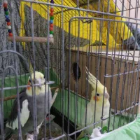 یک جفت عروس هلندی نر و ماده بالغ|پرنده|قائمشهر, |دیوار