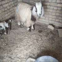 بزه|حیوانات مزرعه|رضویه, |دیوار