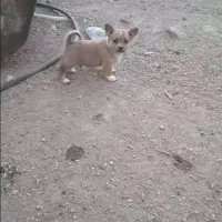 پاکوتاه فیندو