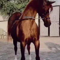 پانسیون ونگهداریه اسب