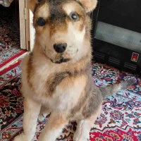 سگ عروسکی|مجسمه، تندیس، ماکت|زنجان, |دیوار