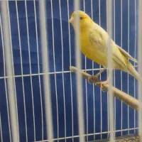 قناری زیتونی نر مست دهن سهره