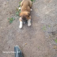 سگ فروش الا بای