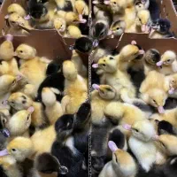 جوجه رنگی محلی کاکلی گردن لخت اردک،گوشتی سلطان|حیوانات مزرعه|بوشهر, |دیوار