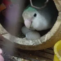 طوطی برزیلی|پرنده|آبادان, |دیوار