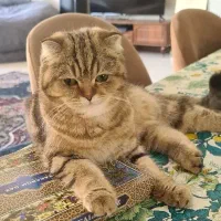 گربه های اسکاتیش بریتیش