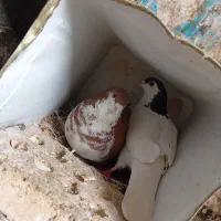 ساده و خال جوجه افشون