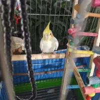 عروس هلندی چشم شرابی