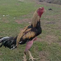 تخم مرغ لاری