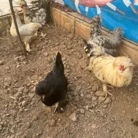 تخم نطفه دار سلطان دو شاخ