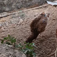 مرغ لاری|حیوانات مزرعه|پاوه, |دیوار