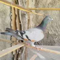 کفتر پاکستانی و پلاکی|پرنده|پاکدشت, حصار امیر|دیوار