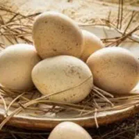 تخم نطفه دار