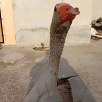 غاز|حیوانات مزرعه|تهران, میدان ولیعصر|دیوار