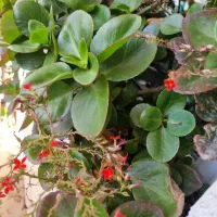 گل و گلدان اپارتمان ۲۳ عدد یکجا|گل و گیاه طبیعی|پردیس, فاز ۳|دیوار