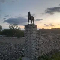 سگ مالینویز|سگ|بومهن, |دیوار