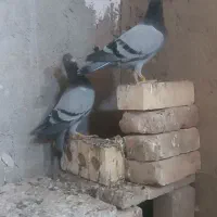 دوجفتجوجهمسافتیباجفتنروماده|پرنده|هامون, |دیوار