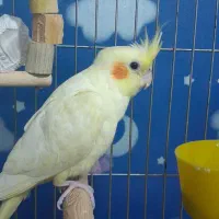 معاوضه عروس هلندی نر با ماده هرکی خواست چت کنه