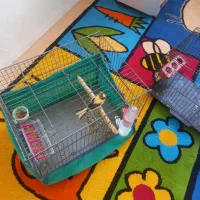 قناری|پرنده|سنقر, |دیوار