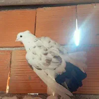 تکپر کبوتر|پرنده|مینودشت, |دیوار