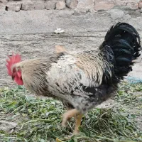 مرغ خروش مزرعه