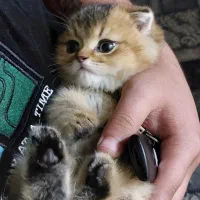 (/بچه‌گربه‌های اصیل بریتیش و اسکاتیش