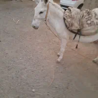 نوپالان خر ماده