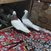 کبوتر رنگی نقش|پرنده|میانه, |دیوار