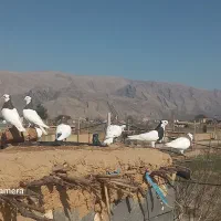کبوتر|پرنده|درودزن, |دیوار