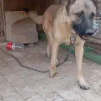 واگذاری انواع پاکوتاه|سگ|یزد, |دیوار