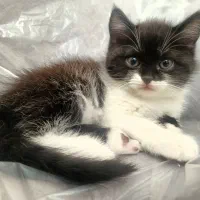 گربه پرشین ماده