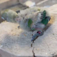 جوجه سرلاکی طوطی کوتوله حلقه به پا|پرنده|شیراز, گل سرخ|دیوار