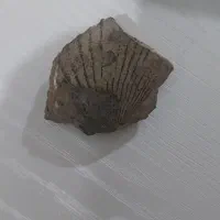 فروش فسیل صدف