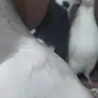 کفتر|پرنده|اقبالیه, |دیوار