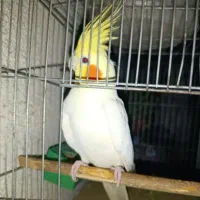 عروس هلندی جفت