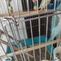 طوطی راهب آبی سرحال و بازیگوش|پرنده|پاکدشت, پاکدشت (مامازند)|دیوار