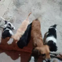 سگ گلدن اشپیتز